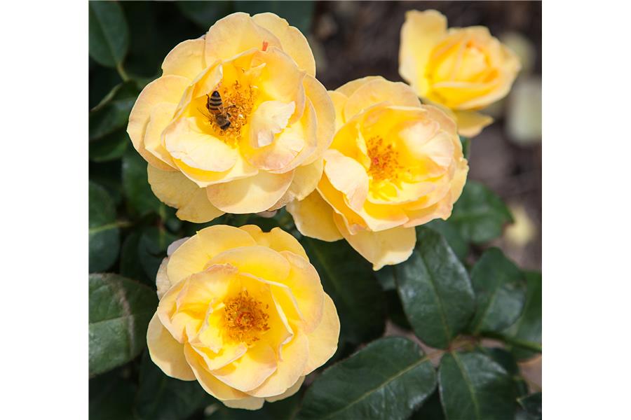 HYBRID TEA STD